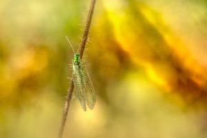 green lacewings