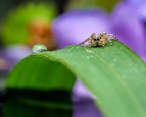 spider mite predator