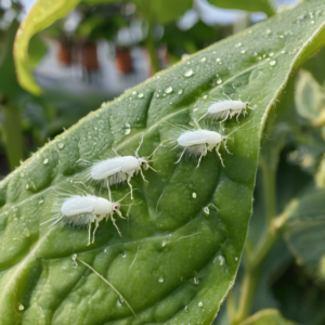 whitefly